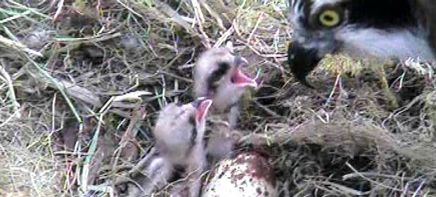 Osprey chicks being fed